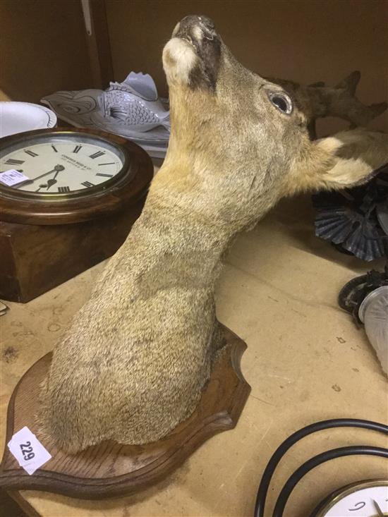 Taxidermic deer head